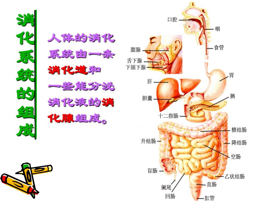 生物：9.2人体的消化与吸收课件苏教版七年级下_第2页