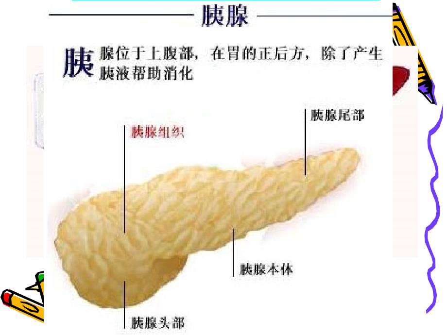 生物：9.2人体的消化与吸收课件苏教版七年级下_第3页