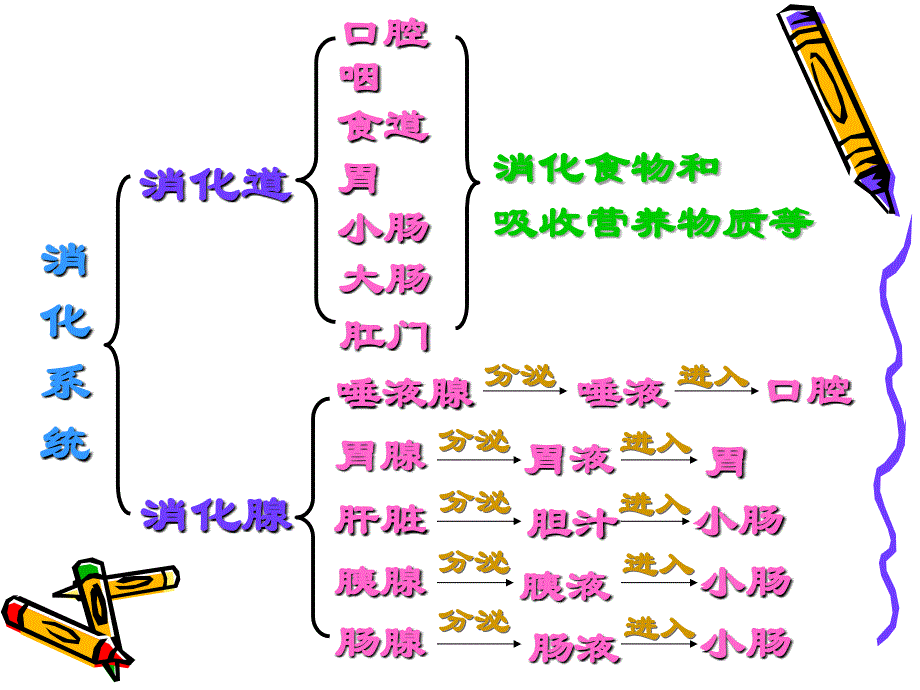 生物：9.2人体的消化与吸收课件苏教版七年级下_第4页