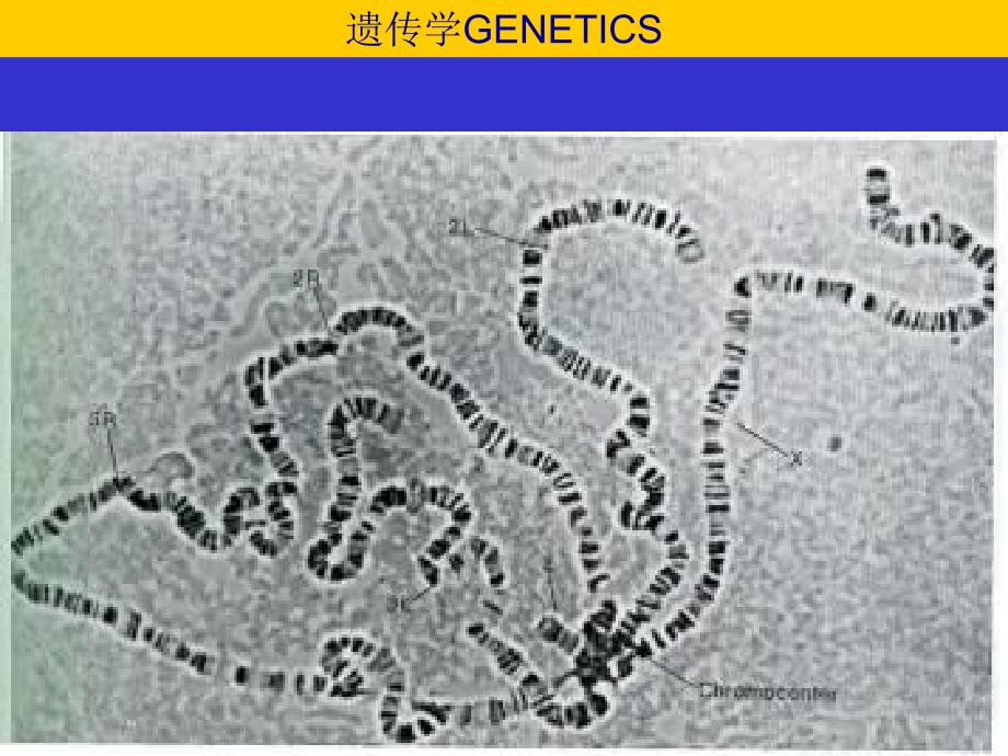 第六章染色体_第3页