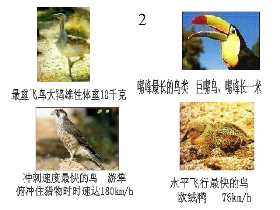 苏教八下 专题鸟ppt课件1_第4页