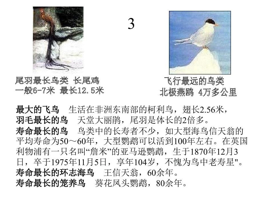 苏教八下 专题鸟ppt课件1_第5页