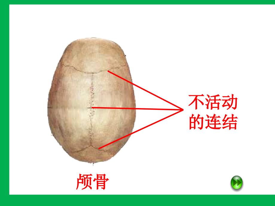 青岛版小学科学三年级下册关节课件_第3页