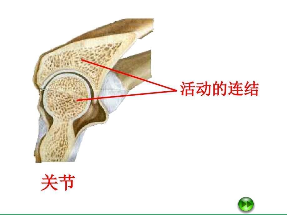 青岛版小学科学三年级下册关节课件_第5页