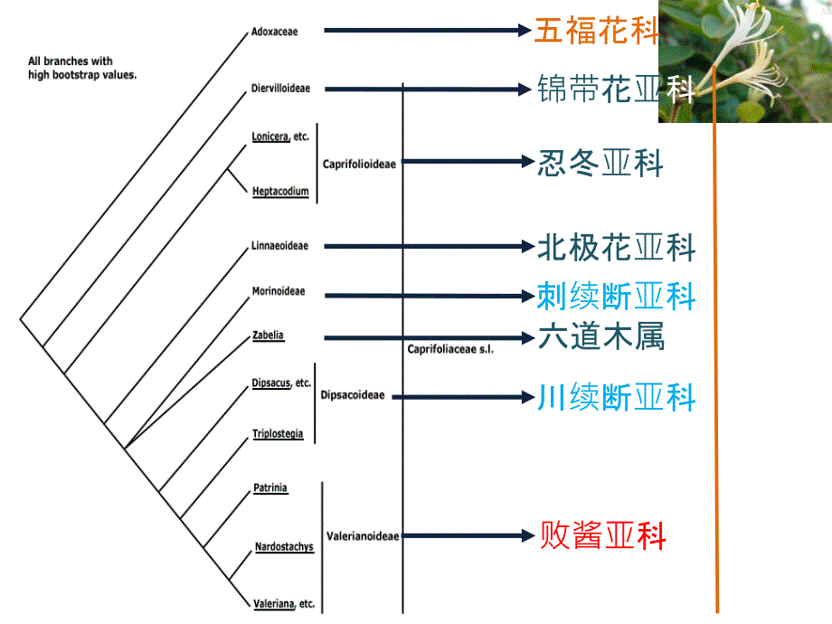 忍冬科植物简介_第3页