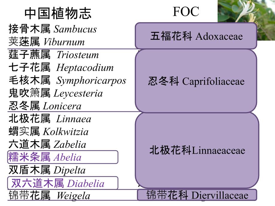 忍冬科植物简介_第4页