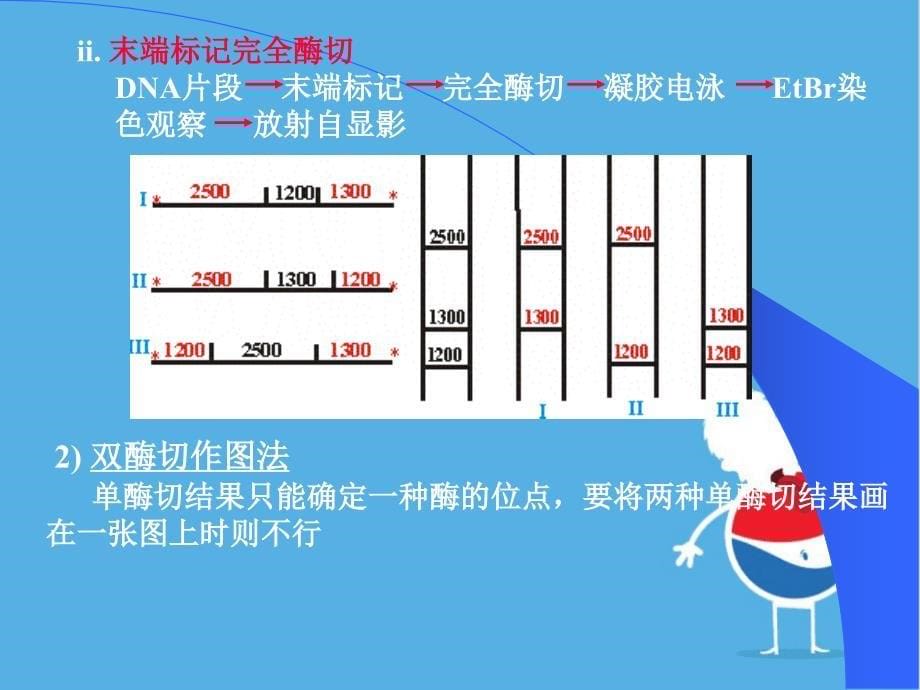 DNA限制酶切反应和限制酶谱绘制_第5页