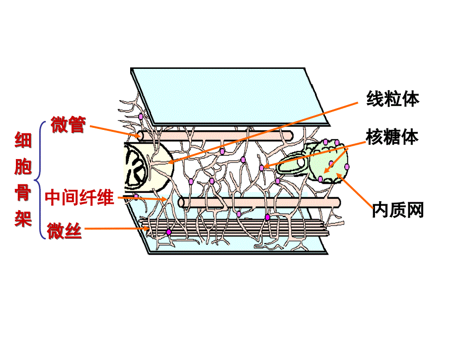 医学细胞生物学：第七章细胞骨架与细胞的运动_第3页