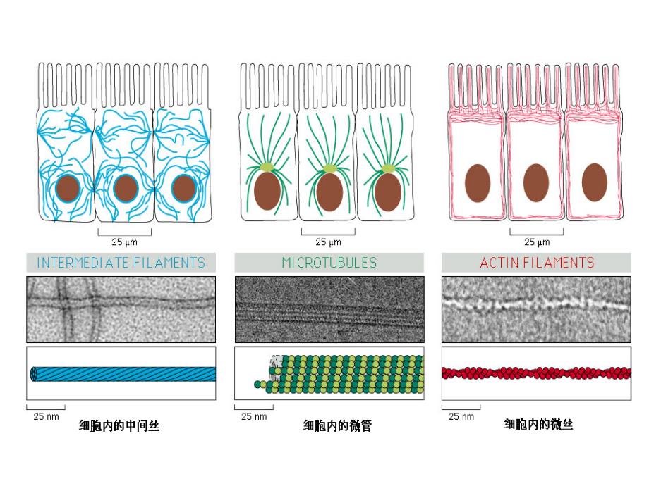 医学细胞生物学：第七章细胞骨架与细胞的运动_第4页