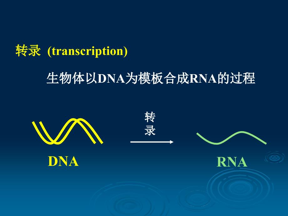 生物化学与分子生物学：RNA的生物合成_第4页