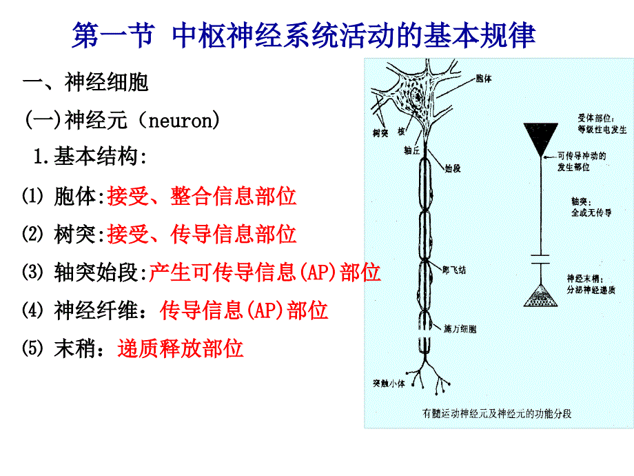 31中枢神经系统活动基本规律_第3页