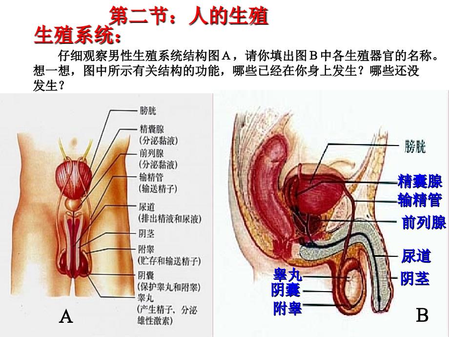 初四七年级下册总复习_第2页