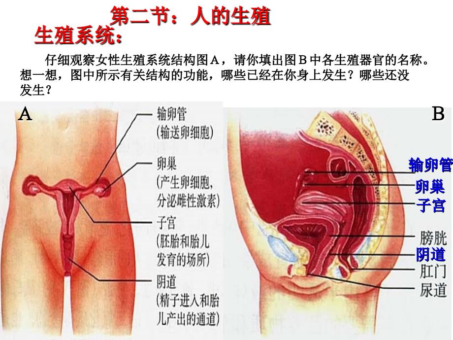 初四七年级下册总复习_第3页