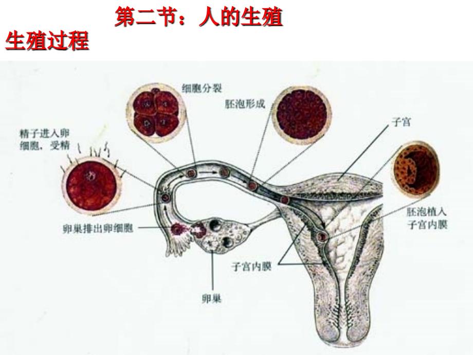 初四七年级下册总复习_第4页