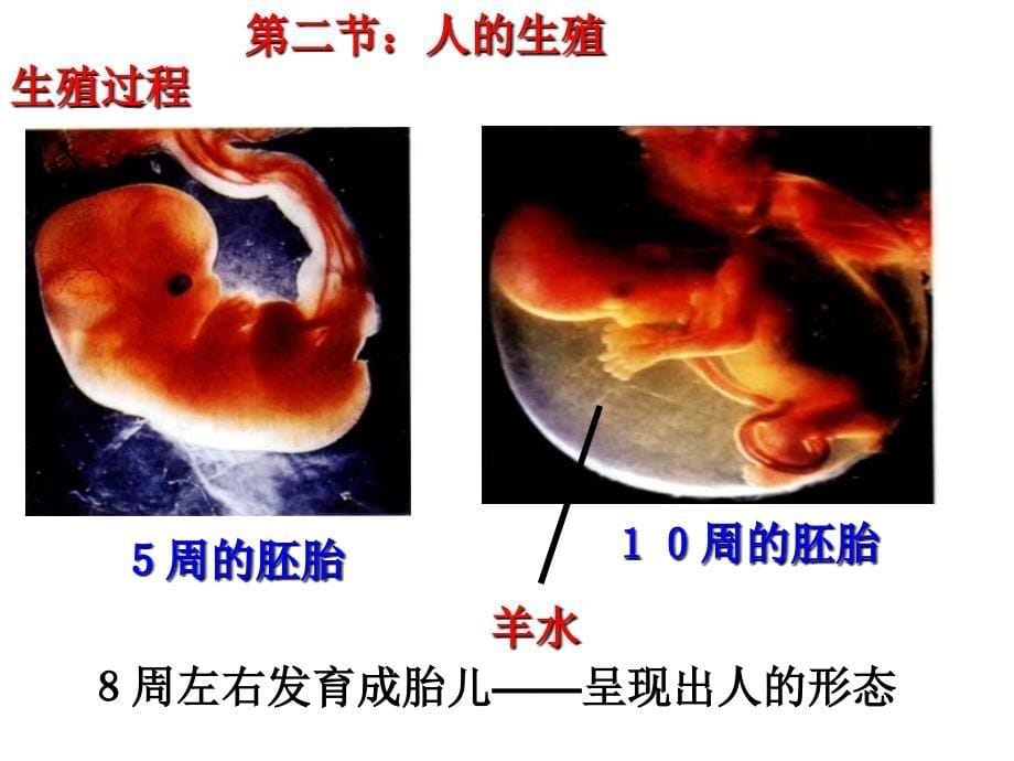 初四七年级下册总复习_第5页