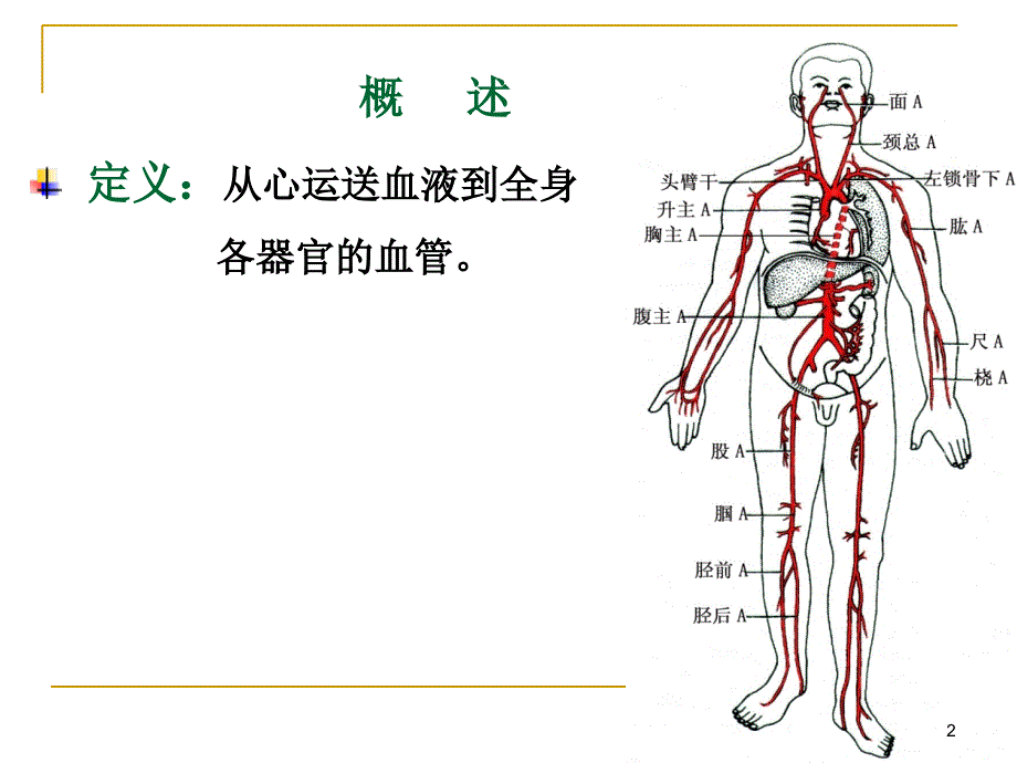 《脉管系统Artery》PPT课件讲解学习_第2页