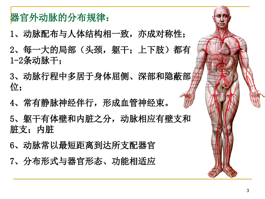 《脉管系统Artery》PPT课件讲解学习_第3页