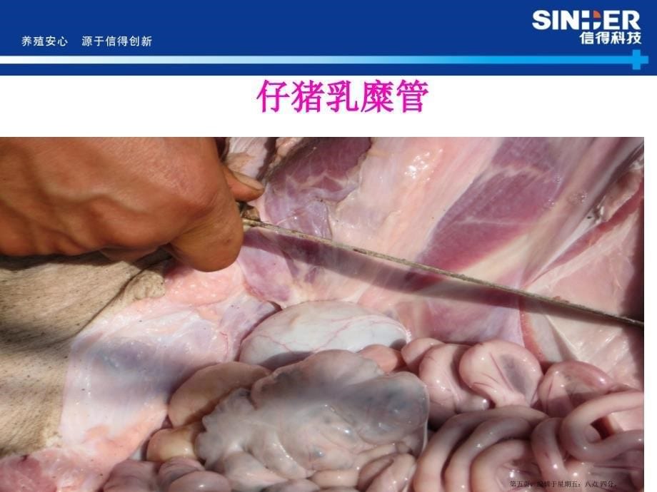 当前猪群病毒性腹泻防控方案_第5页