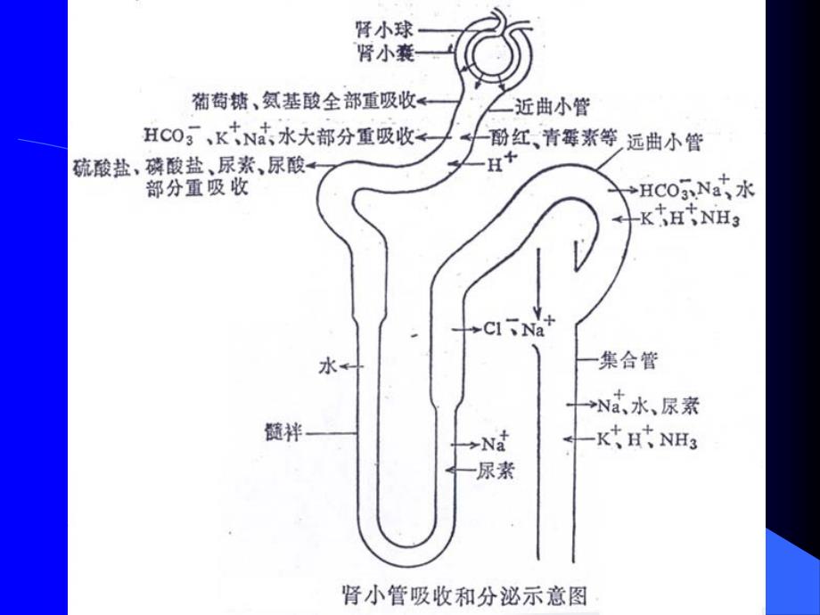 KEJIAN8肾功能试验_第4页