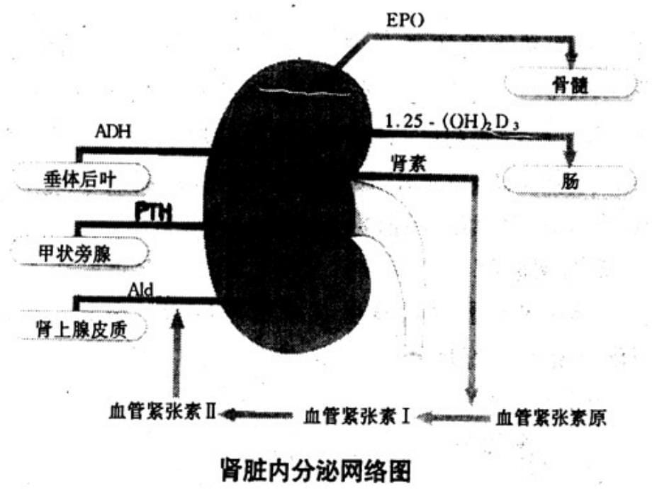 KEJIAN8肾功能试验_第5页