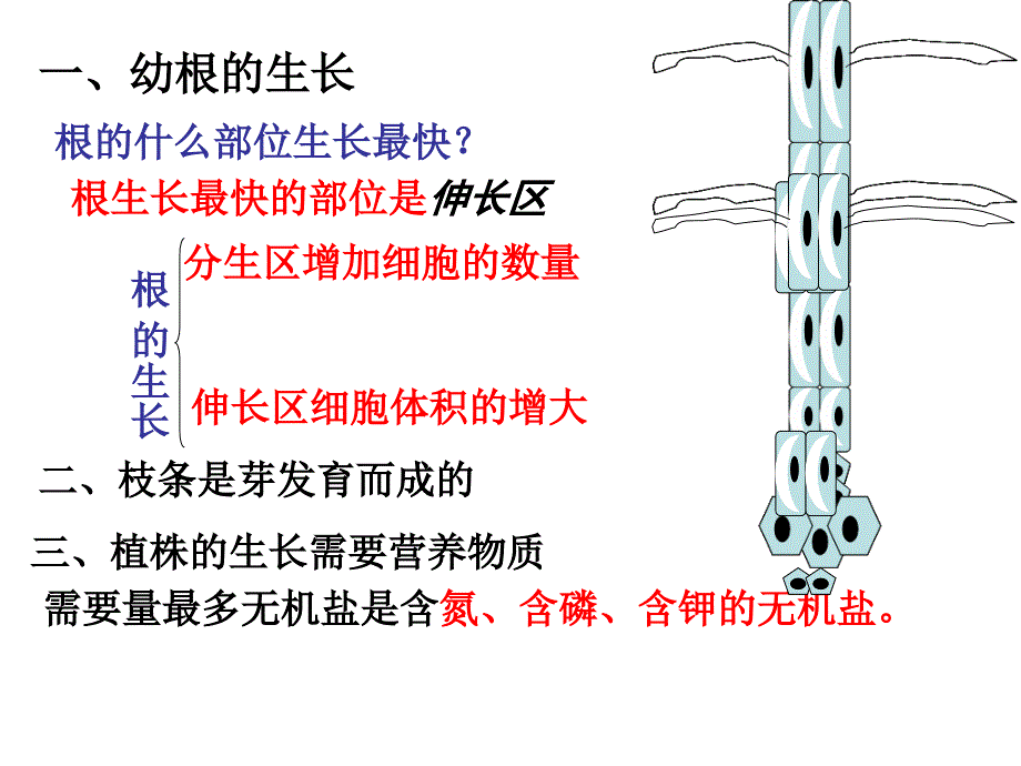 开花和结果 (2)_第3页