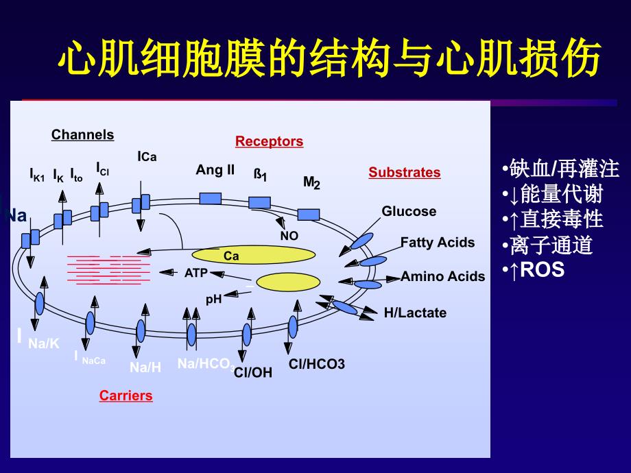 抗肿瘤药物的心脏毒性_第4页