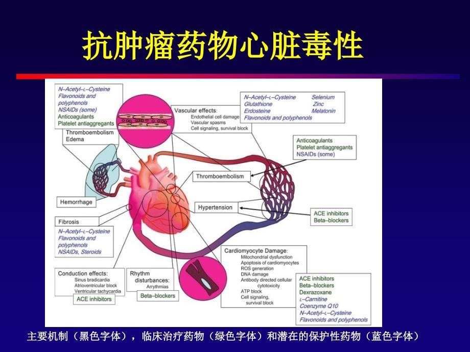 抗肿瘤药物的心脏毒性_第5页