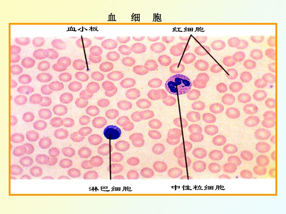 生理学血液生理_第3页