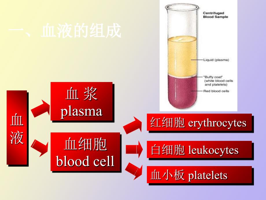 生理学血液生理_第4页