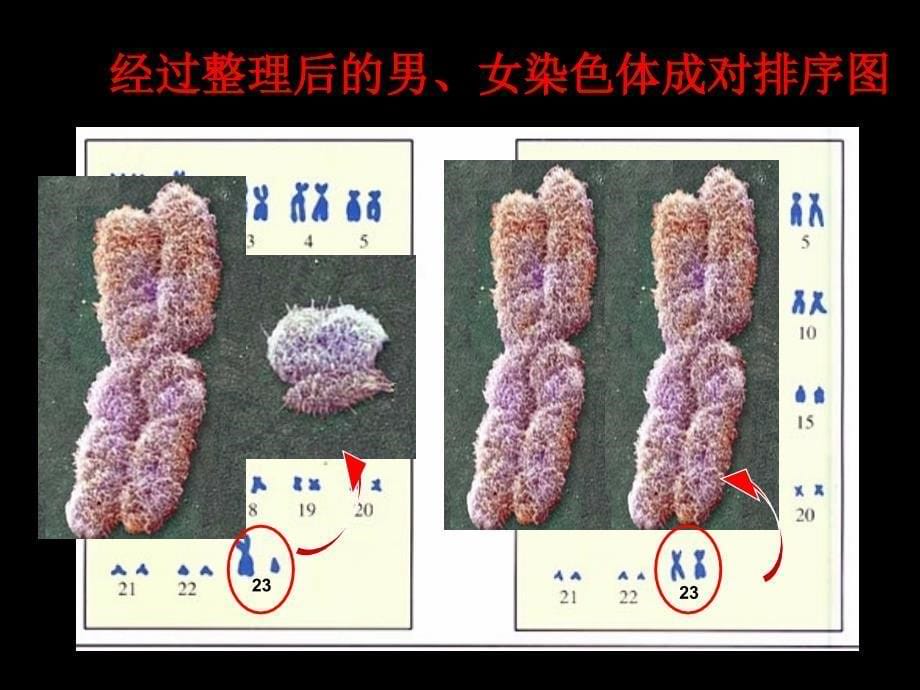 9225人的性别遗传_第5页