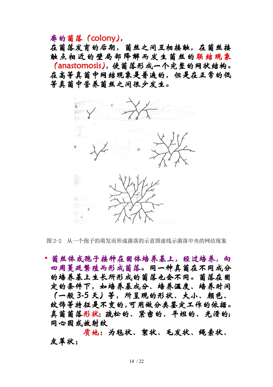 2-真菌的营养体-2供参考_第4页