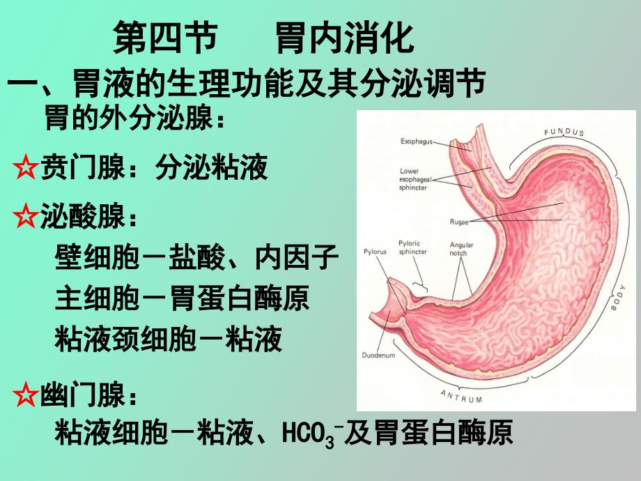 级药学本科消化_第1页