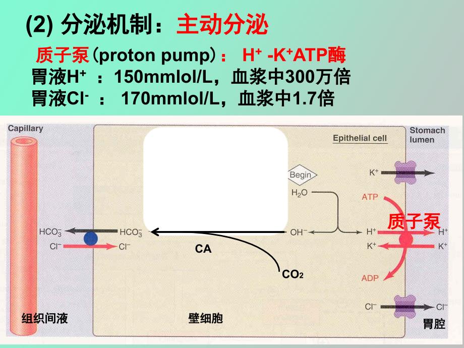 级药学本科消化_第3页