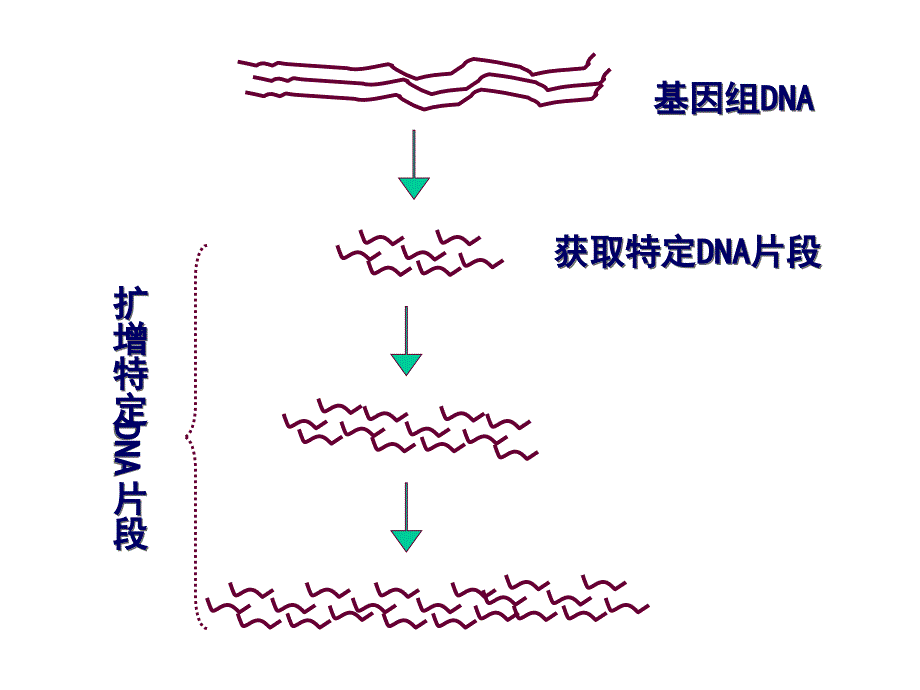 PCR技术及其应用_第3页