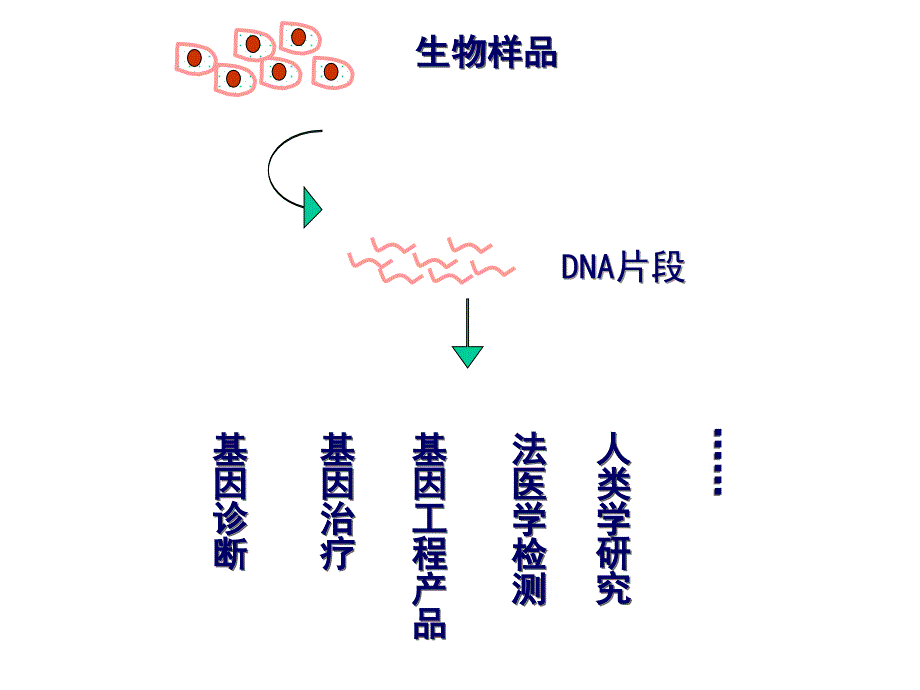 PCR技术及其应用_第4页