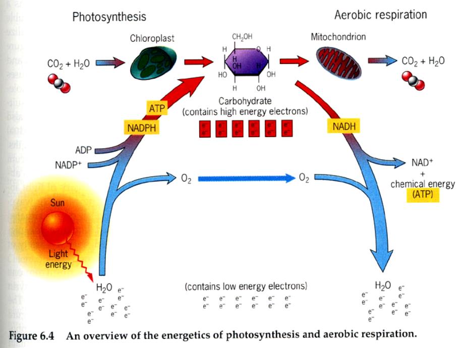 细胞生物学课件：Chapter 5 Energy Generation in Mitochondria and Chloroplasts_第2页