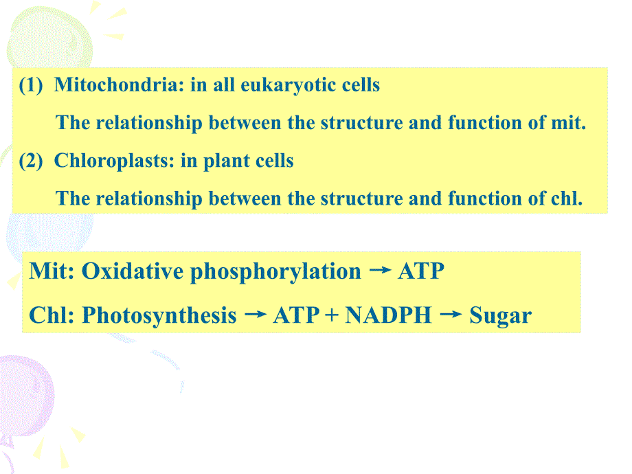 细胞生物学课件：Chapter 5 Energy Generation in Mitochondria and Chloroplasts_第3页