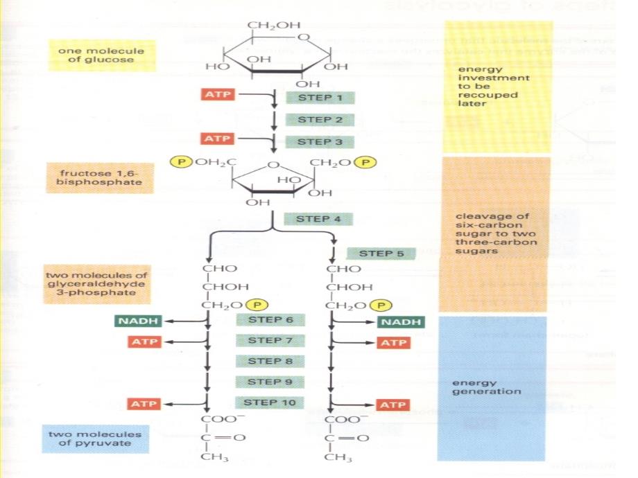 细胞生物学课件：Chapter 5 Energy Generation in Mitochondria and Chloroplasts_第4页