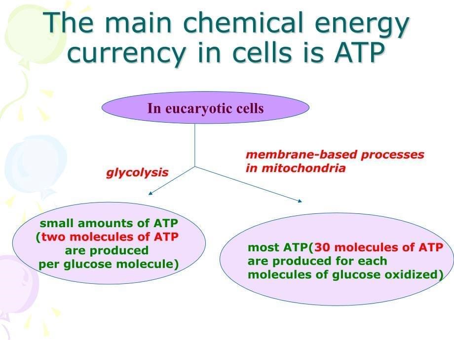 细胞生物学课件：Chapter 5 Energy Generation in Mitochondria and Chloroplasts_第5页