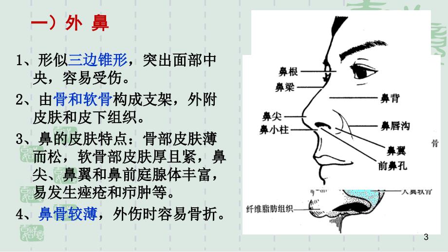 鼻解剖ppt课件_第3页