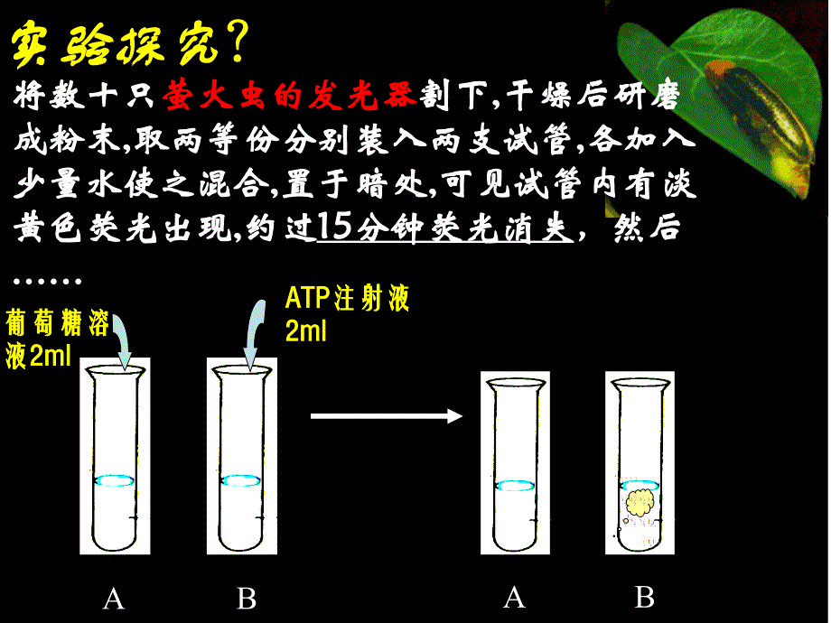 ATP-细胞的能量通货ppt_第2页