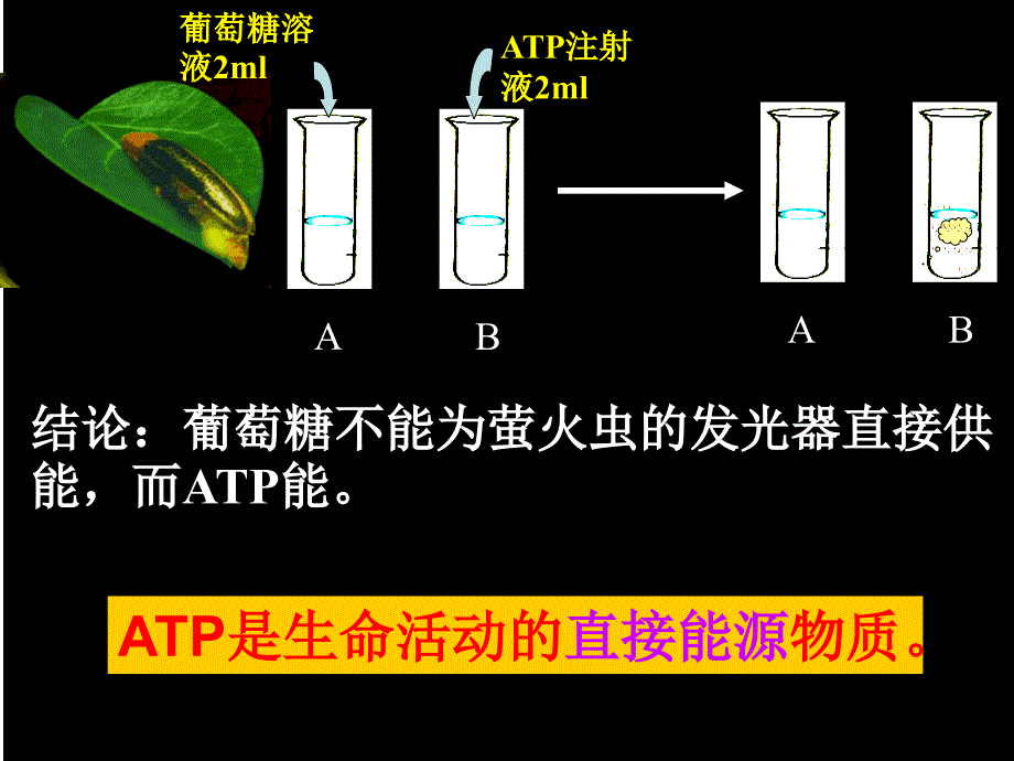 ATP-细胞的能量通货ppt_第3页