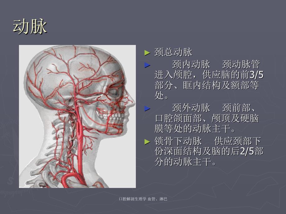 最新口腔解剖生理学血管淋巴_第4页