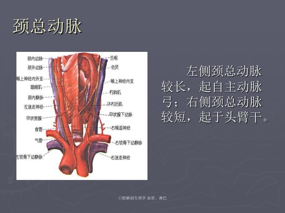 最新口腔解剖生理学血管淋巴_第5页