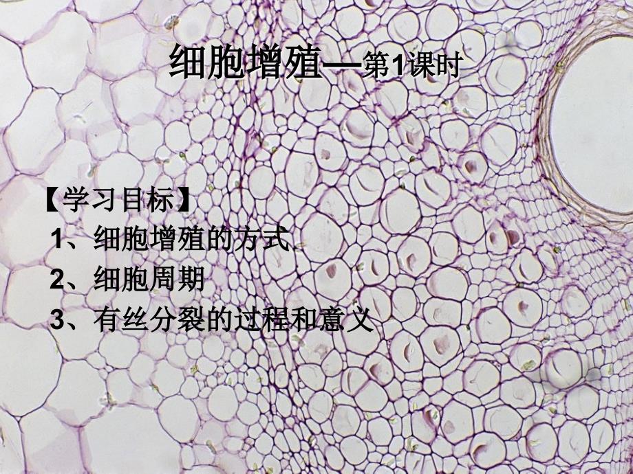 细胞增殖有丝分裂_第1页