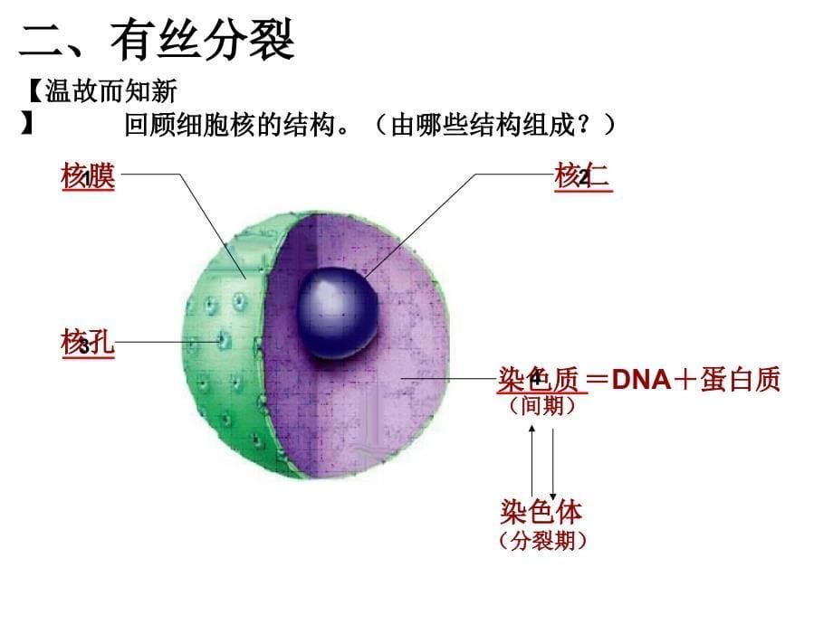 细胞增殖有丝分裂_第5页