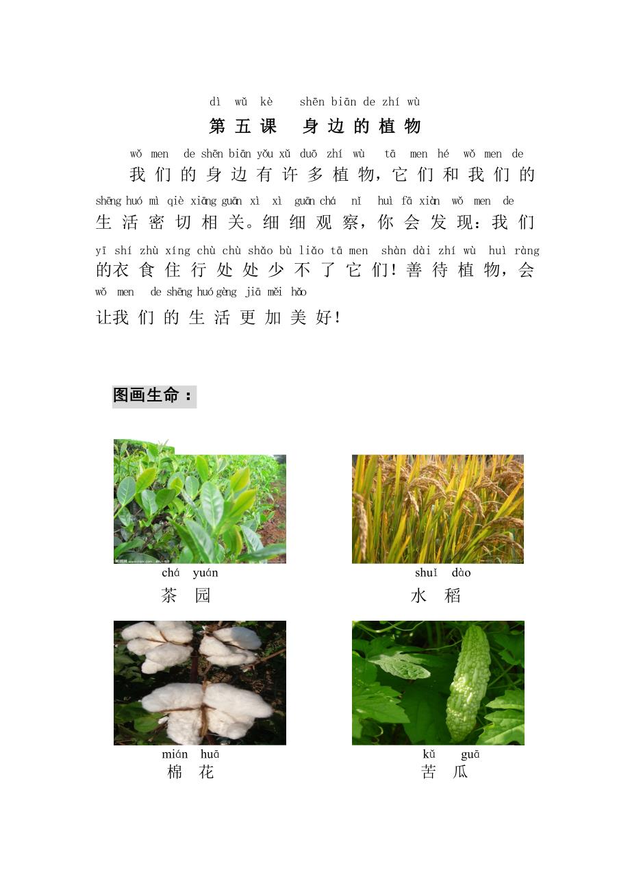 教育专题：05第五课身边的植物_第1页