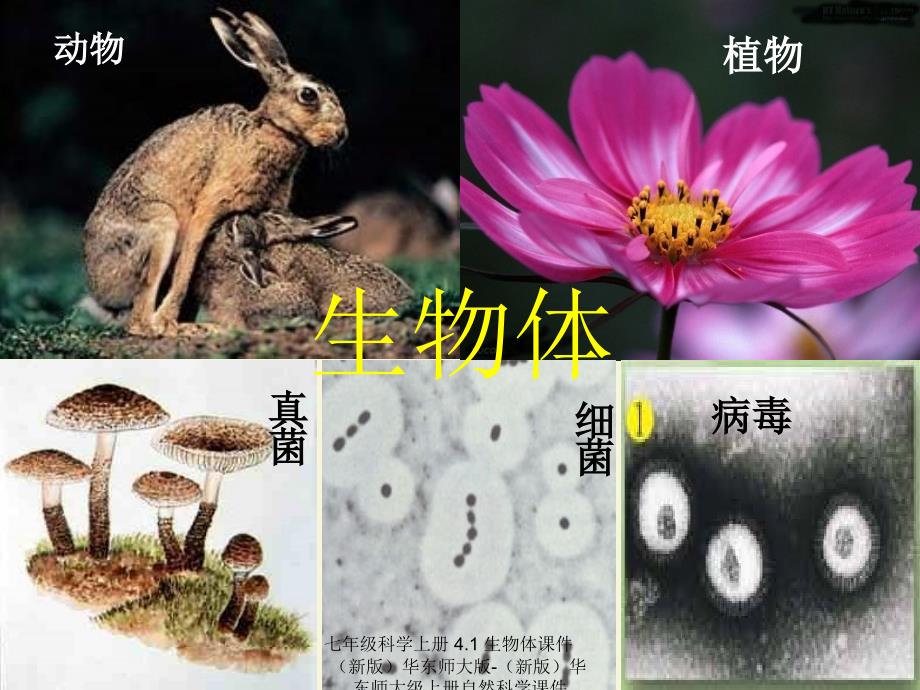 最新七年级科学上册4.1生物体课件新版华东师大版新版华东师大级上册自然科学课件_第4页