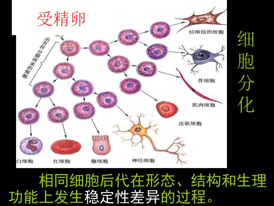 分化衰老癌变_第2页