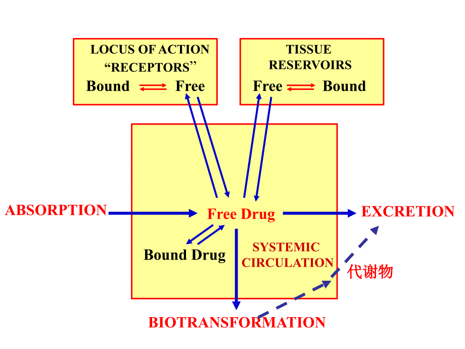 第3章药物代谢动力学_第3页